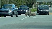Babi, jangan di jalan ya. Kamu membuat manusia-manusia menjadi bingung. (Bored Panda)