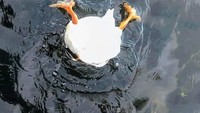 Ada apa dengan itik ini ya? Apa dia sedang mencari ikan hingga harus terbalik seperti ini? (Bored Panda)