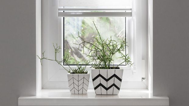 Two white square flower pots with geometric patterns with rhipsalis plants planted in them stand on windowsill with partially raised roller blind Foto: Getty Images/iStockphoto/TYNZA