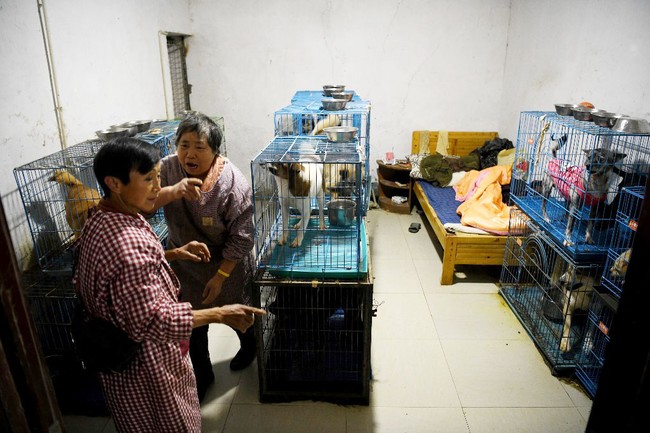 Sebagian besar hewan yang dipungut mantan teknisi lingkungan ini adalah peliharaan yang ditelantarkan pemiliknya. Jumlahnya pun kian hari kian bertambah. Untuk membantunya merawat mereka, Wen dibantu enam orang staf. Foto: NOEL CELIS/AFP