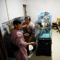 Sebagian besar hewan yang dipungut mantan teknisi lingkungan ini adalah peliharaan yang ditelantarkan pemiliknya. Jumlahnya pun kian hari kian bertambah. Untuk membantunya merawat mereka, Wen dibantu enam orang staf. Foto: NOEL CELIS/AFP