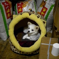 Biayanya pun tak sedikit. Wen Junhong terpaksa menjual apartemen dan menggunakan tabungan serta uang pensiun untuk memastikan hewan-hewan yang dipeliharanya bisa hidup dengan layak. Foto: NOEL CELIS/AFP