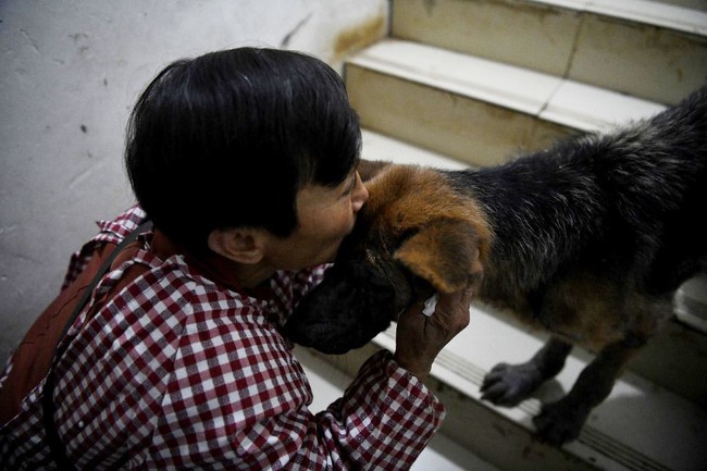 Seperti dilansir AFP, Wen Juhong pertama kali menyelamatkan anjing terlantar saat usia 20 tahun. Sejak saat itu dia tak berhenti memberi rumah untuk hewan-hewan terlantar. Foto: NOEL CELIS/AFP