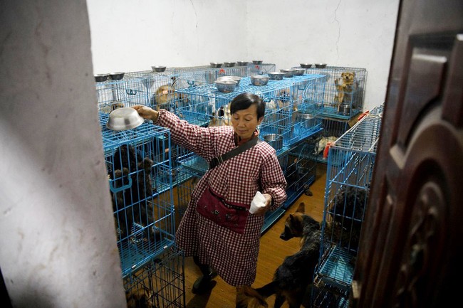 Wen Junhong, asal China, selalu tidak tega ketika melihat ada hewan yang terlantar dan kelaparan di jalan. Setiap kali menemukan seekor saja, dia akan mengambil dan membawanya pulang. Foto: NOEL CELIS/AFP