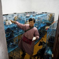Wen Junhong, asal China, selalu tidak tega ketika melihat ada hewan yang terlantar dan kelaparan di jalan. Setiap kali menemukan seekor saja, dia akan mengambil dan membawanya pulang. Foto: NOEL CELIS/AFP
