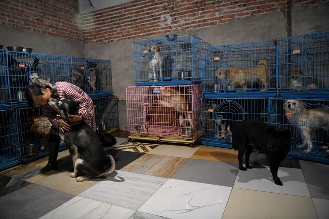 Wanita 68 tahun ini kini memelihara 1.300 anjing, 100 kucing, 4 kuda, beberapa burung serta kelinci di rumahnya yang bertingkat dua. Setiap kamar di rumah tersebut dipenuhi kandang hewan. Foto: NOEL CELIS/AFP