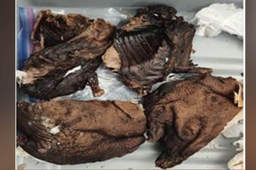 Daging misterius di bandara New Jersey