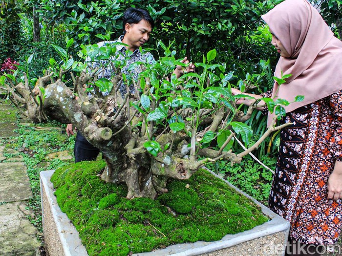 Melihat lebih dekat pohon teh dalam pot berusia 120 tahun
