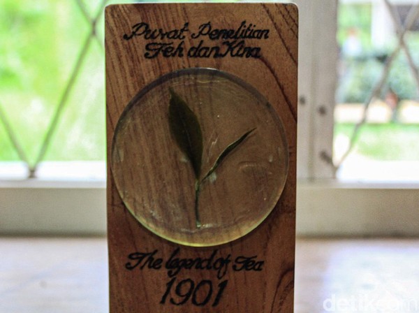 Setiap hamparan perkebunan teh terbagi atas beberapa blok. Salah satunya blok tertua yang ditanami teh sejak 1901 silam. Kini, satu dari ribuan teh dari blok 1901 itu dipindahkan ke dalam sebuah pot dan disimpan di PPTK Gambung. Setiap hamparan perkebunan teh terbagi atas beberapa blok. Salah satunya blok tertua yang ditanami teh sejak 1901 silam. Kini, satu dari ribuan teh dari blok 1901 itu dipindahkan ke dalam sebuah pot dan disimpan di PPTK Gambung.