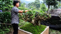 Sebuah pot beton berukuran panjang dan lebar satu meter dengan tinggi 50 centimeter itu kini mewadahi pohon teh yang berusia lebih dari satu abad. Sejak November 2020, peneliti di PPTK Gambung mencoba memindahkan pohon yang asalnya menyatu dengan tanah, kini disimpan layaknya tanaman hias.