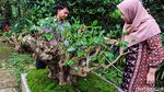Potret Emas Hijau di Bandung, Teh Bersejarah Berusia Ratusan Tahun