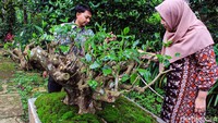 Pohon teh itu memiliki batang teh yang unik layaknya bonsai, nampak kokoh dan tidak rapuh termakan usia. Kini, batang pohonya berdiameter sekitar satu meter. Sudah hampir dua bulan, sejumlah daun teh pun mulai tumbuh. Diketahui, pohon itu merupakan pohon yang ditanam langsung dari biji atau seedling. Yang mana memiliki kelebihan, yakni kuat apabila terserang hama karena termasuk sebagai penyangga genetik. Istimewanya lagi, pohon tersebut merupakan teh yang ditanam langsung oleh Kerkhoven yang menjadi tokoh berpengaruh di dunia industri teh selain K.A.R. Bosscha. Pohon teh itu jenis Asamika, yang banyak tumbuh di Srilanka. 