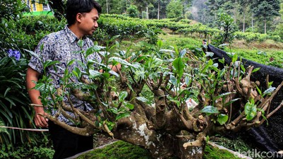Potret Emas Hijau di Bandung, Teh Bersejarah Berusia Ratusan Tahun