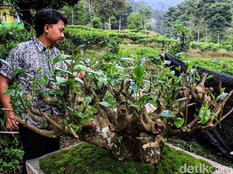 Potret Emas Hijau di Bandung, Teh Bersejarah Berusia Ratusan Tahun