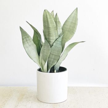 tanaman hias Sansevieria Tanaman hias Sansevieria Moonshine