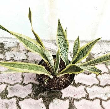 Tanaman hias Sansevieria Trufasciata Lautentii