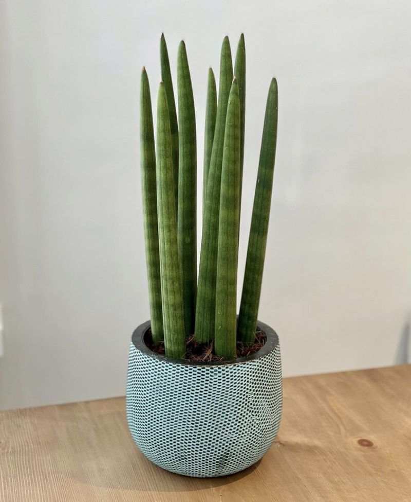 Tanaman hias Sansevieria Cylindrica