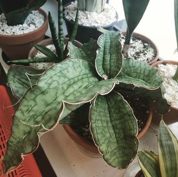 tanaman hias Sansevieria Tanaman hias Sansevieria Kirkii