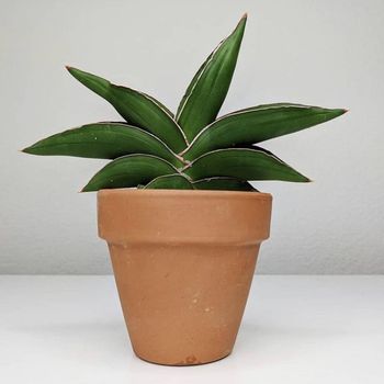 tanaman hias Sansevieria Tanaman hias Sansevieria Ehrenbergii