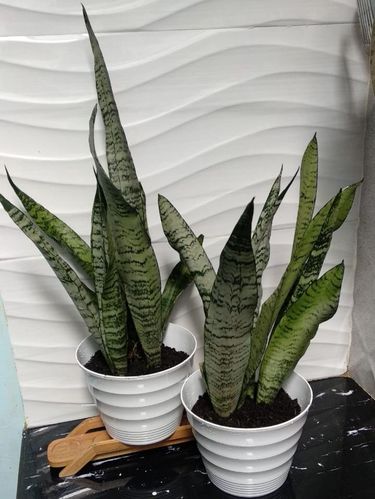 tanaman hias Sansevieria Tanaman hias Sansevieria Silver