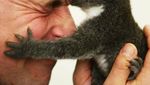 Ketika Zookeeper Seru-seruan dengan Satwa yang Dijaganya