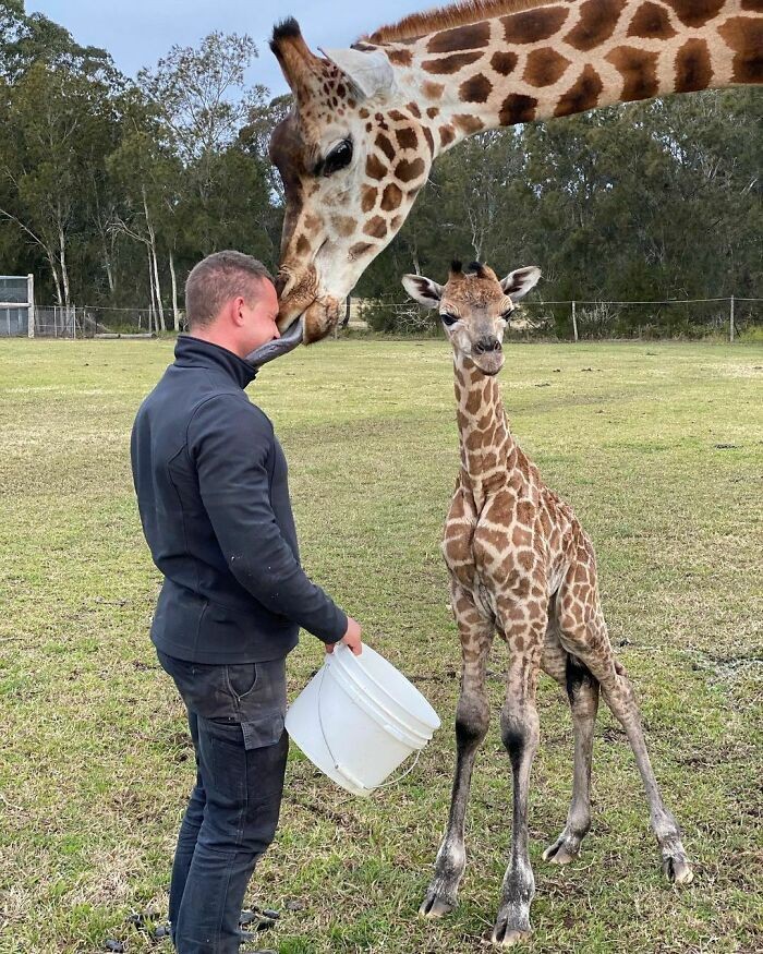Zookeeper Chad dan binatang