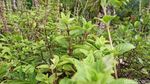 Kisah Petani Garap Cincau Hitam di Tengah Pandemi