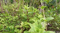 Untuk saat ini, harga tanaman cincau hitam ini dibanderol Rp 16.000 sampai Rp 17.000/ kg bahkan diperkirakan akan terus naik hingga harga Rp 20.000/kg.