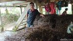 Kisah Petani Garap Cincau Hitam di Tengah Pandemi