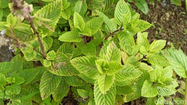 Kisah Petani Garap Cincau Hitam di Tengah Pandemi