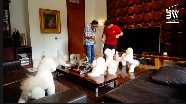 Hunian mewah ini juga menjadi rumah bagi anjing-anjing peliharan Harry. Tak tanggung-tanggung, ia memiliki 30 anjing jenis Bichon. (Foto: YouTube/Boy William)
