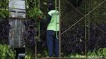 Taman Vertikal Tugu Tani Dipercantik