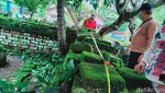 Temuan Makam Kuno Berpagar Bata Jumbo di Klaten