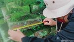 Temuan Makam Kuno Berpagar Bata Jumbo di Klaten