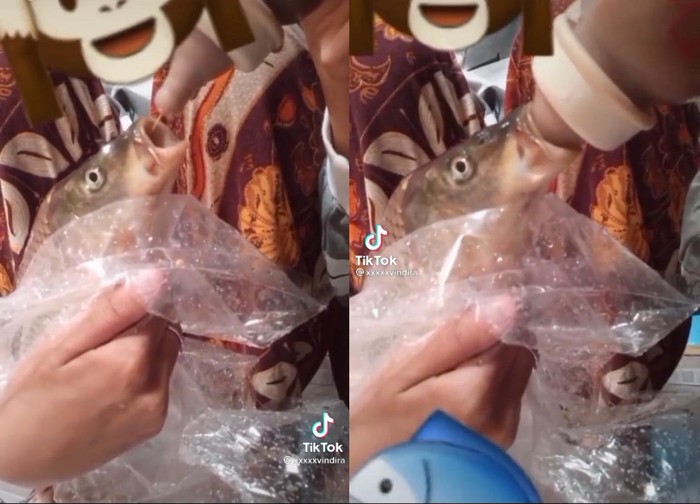 Kocak! Wanita Ini Susui Ikan Peliharaannya Pakai Botol Susu Kocak! Wanita Ini Susui Ikan Peliharaannya Pakai Botol Susu
