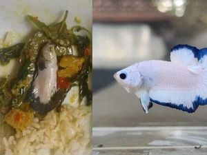 Nyesek! Orang Ini Masak Oseng Cupang Blue Rim Buat Jadi Lauk