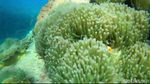 Potret Kecantikan Alam Bawah Laut Paiton