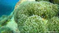 Anda bisa bermain-main dengan ikan Nemo, yang menjadi satwa endemik alam bawah laut Pantai Bohay, dan jika beruntung bisa melihat kawanan hiu tutul mencari makanan plakton di sekitar pantai tersebut.
