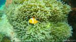 Potret Kecantikan Alam Bawah Laut Paiton