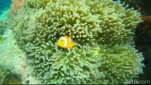 Potret Kecantikan Alam Bawah Laut Paiton