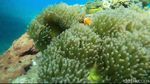 Potret Kecantikan Alam Bawah Laut Paiton