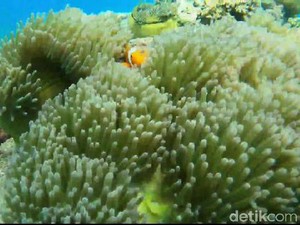 Jangan Salah, Bawah Laut Ini Ada di Pantai Paiton