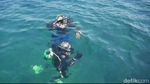 Potret Kecantikan Alam Bawah Laut Paiton