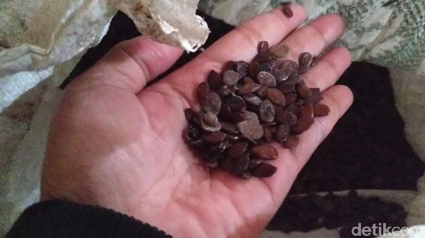 Warga Blitar Bikin Alternatif Tempe Lamtoro