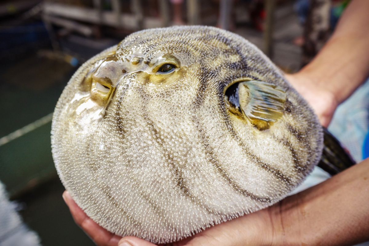 5 Fakta Ikan Fugu, Ikan Paling Beracun yang Mahal Harganya