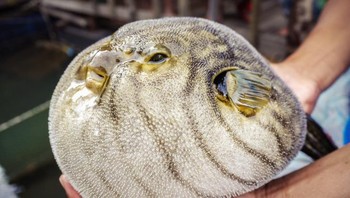 Pufferfish (ikan buntal) memang bisa dimakan, tetapi di Jepang untuk dapat mengolahnya harus berdasarkan lisensi khusus dan pelatihan ketat. Tetrodotoxin yang dimiliki hingga 1.200 kali lebih beracun daripada sianida, dan dapat menyebabkan mati rasa pada lidah dan bibir, pusing, muntah, aritmia, kesulitan bernapas, kelumpuhan otot dan jika tidak diobati dapat berujung kepada kematian. Foto: iStock