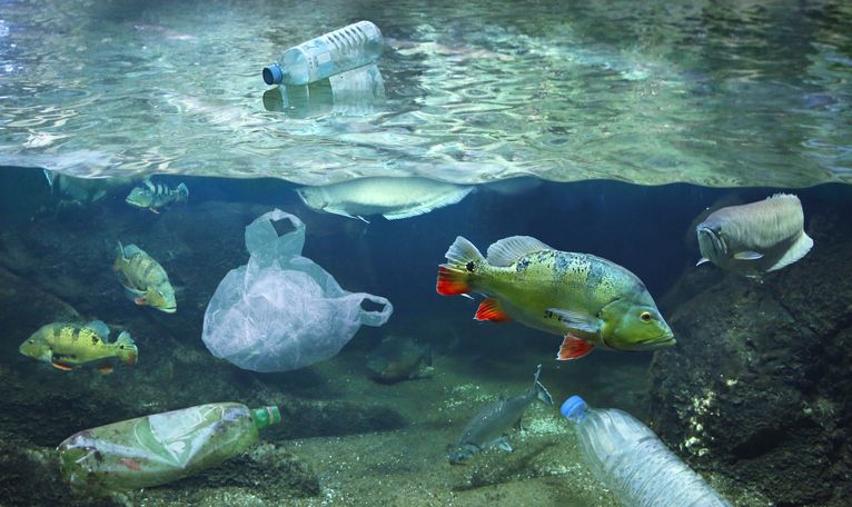 Waspadai Kandungan Mikroplastik Pada Beragam Jenis Kerang