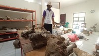 Koordinator Museum Purbakala Patiayam, Jamin mengatakan, ada sejarahnya mengapa di wilayah Patiayam bisa ditemukan banyak fosil hewan purbakala. Menurut peneliti, ada dua alasan. Dua kejadian, dari mulai perubahan alami dari laut perubahan menjadi daratan. Lalu karena letusan gunung berapi. 