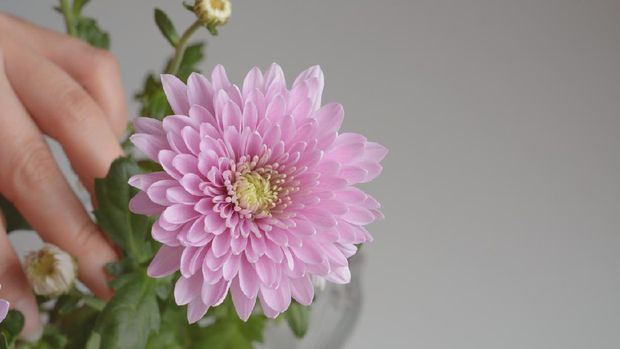 flower of chrysanthemum and woman hand with copyspace
