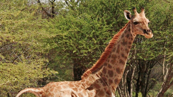 Jerapah kerdil di Namibia
